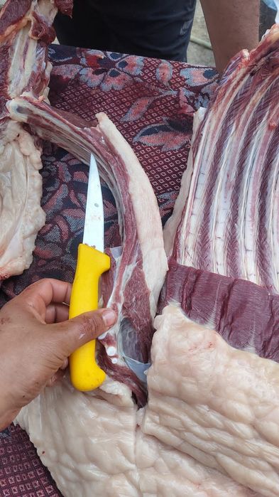 Семиз жылкылар бар