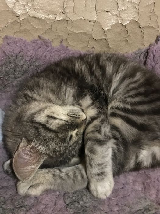 Котята - Крысолов