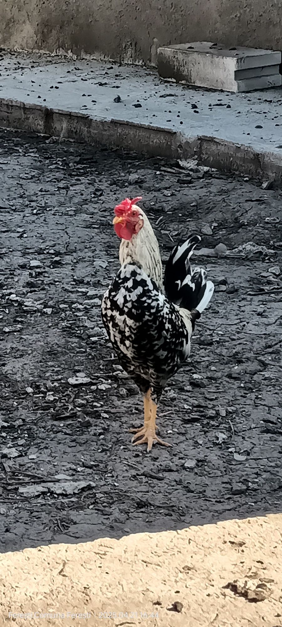 Cocoșei ,găinușe și pui americani