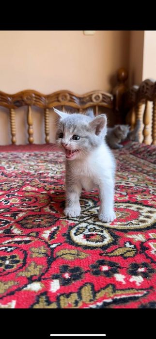 Котята  Британские