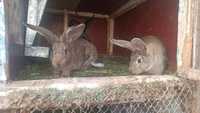 Кролики микс фландера с шиншилы