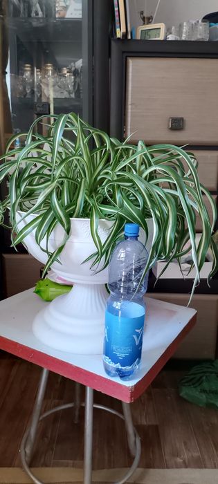 Хлорофитум Боня кудрявый