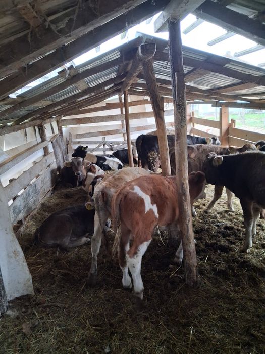 Vând vitei antarcatai