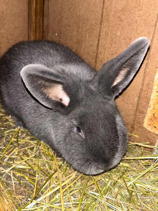 Femela albastru vienez