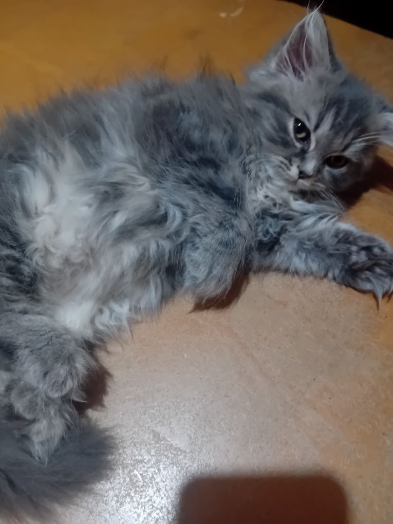 Персийски котки  на два месеца