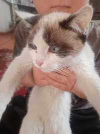 Кошка по кличке Софи,с голубыми глазами