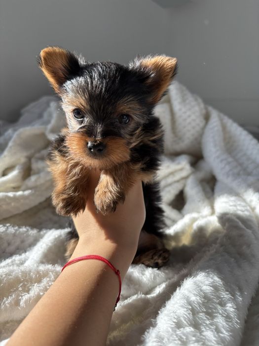 Супер мини Йорки