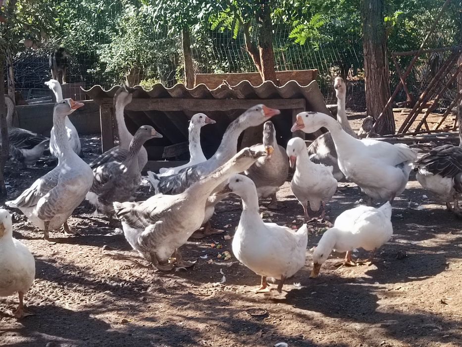 Vând gâște și rate bio