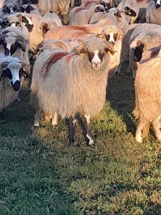 Vand 4 oii breze cu nasul alb