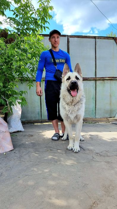 Щенки ВЕО светлая серебристая классика