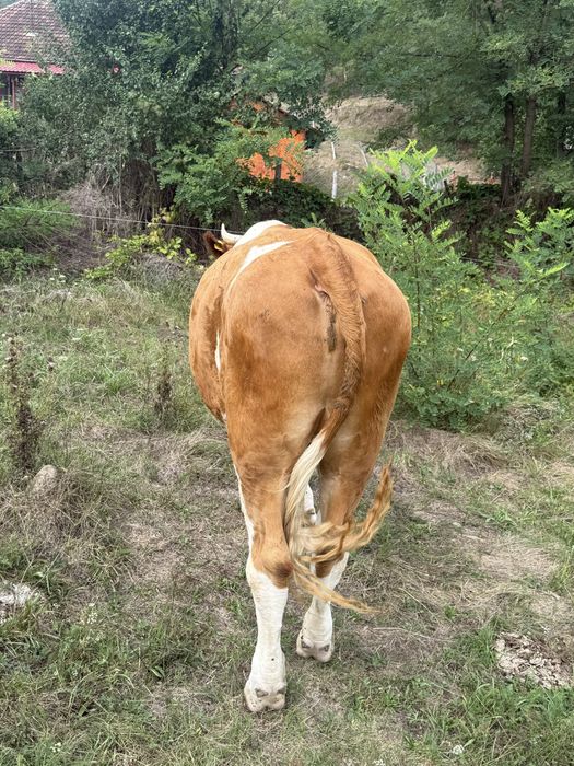 Vând junci de 3 ani