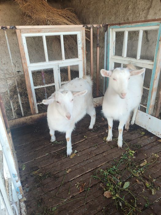 Занин зотли эчкилар сотилади.онаси ва 7 ойлик 2 та боласи