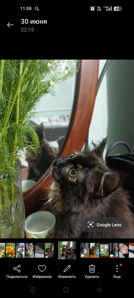 Отдам котенка кошечку два месяца
