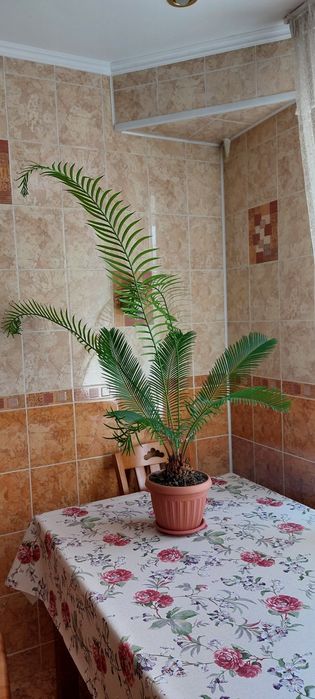 Цикас саговая пальма