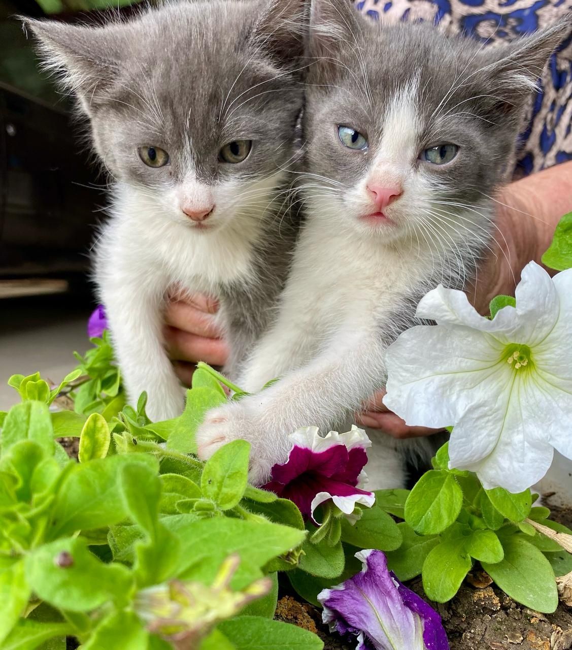 Котята в добрые руки!!!