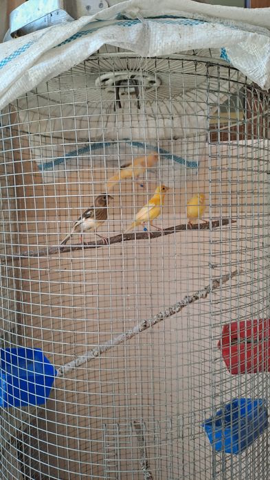 Черняевкада НАР-МОДА канарейкалар сотилади