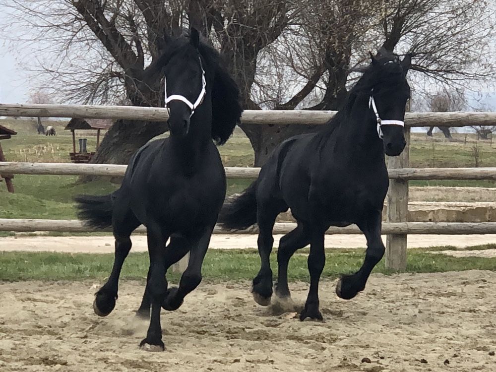 TOP Friesian armăsari Friesieni