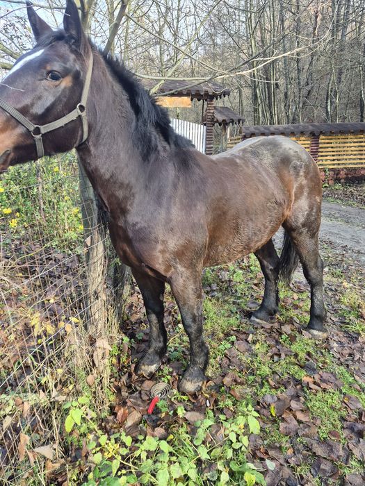 Vand carlan de 3 ani mai multe detali la tel