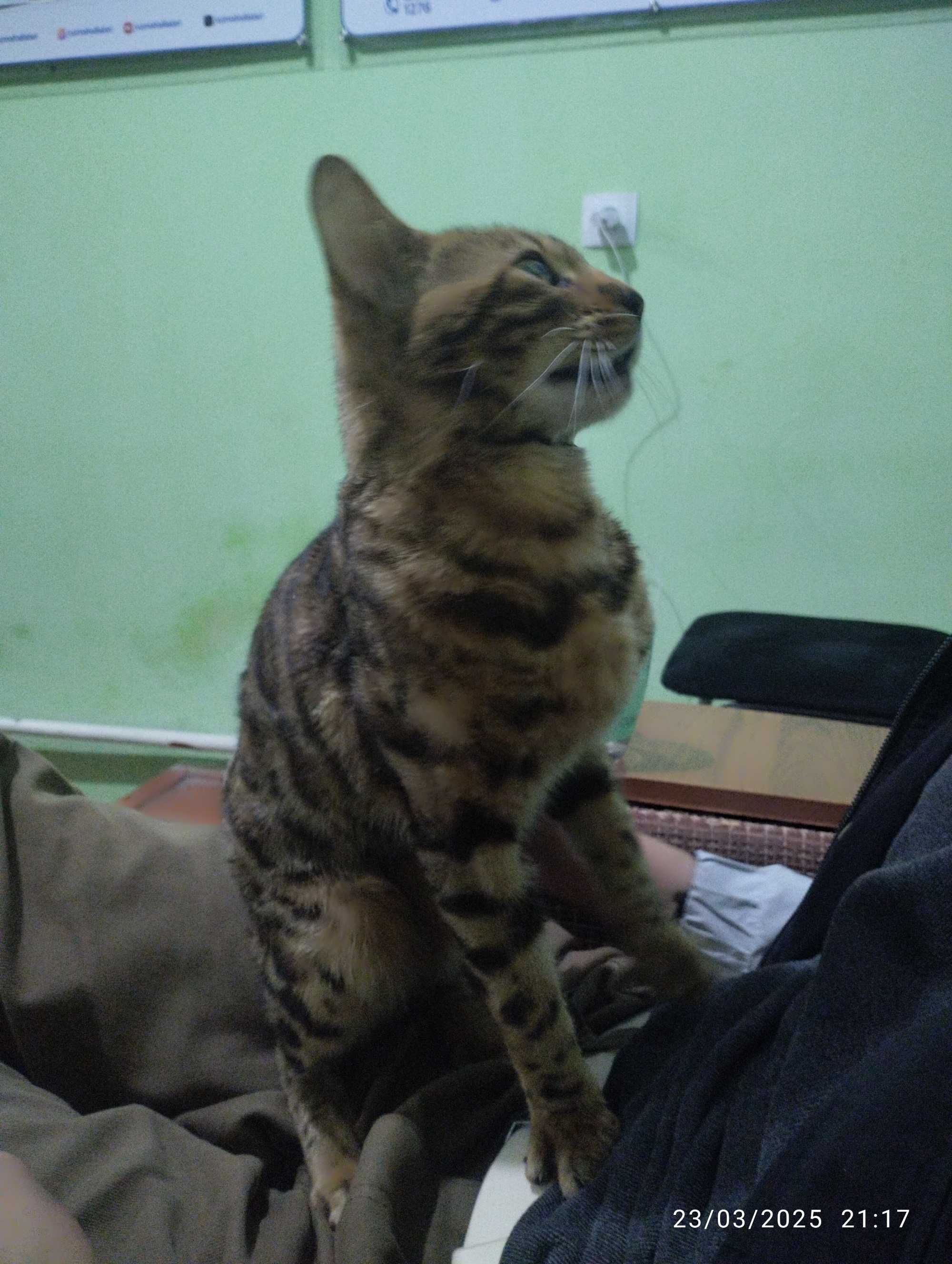 Bellan mushugi juda aqlli mushuk