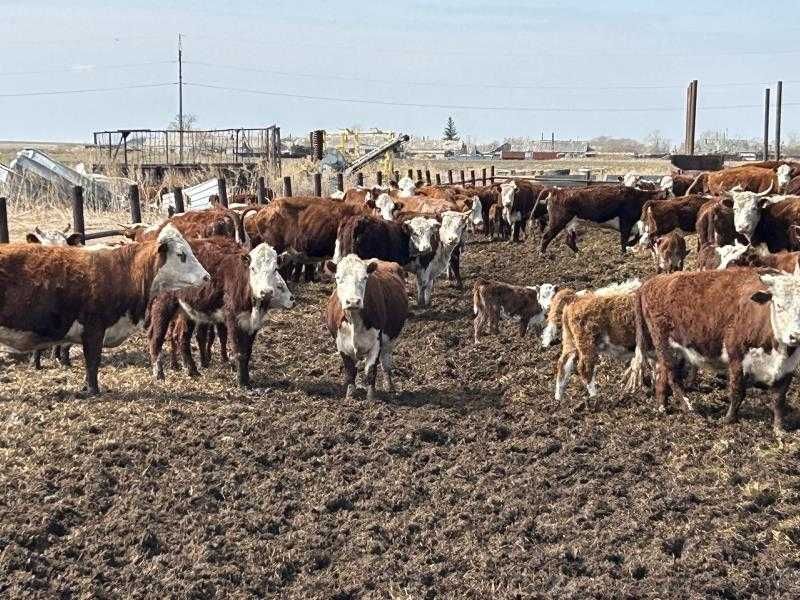 Крупно рогатый скот в количестве 34 голов