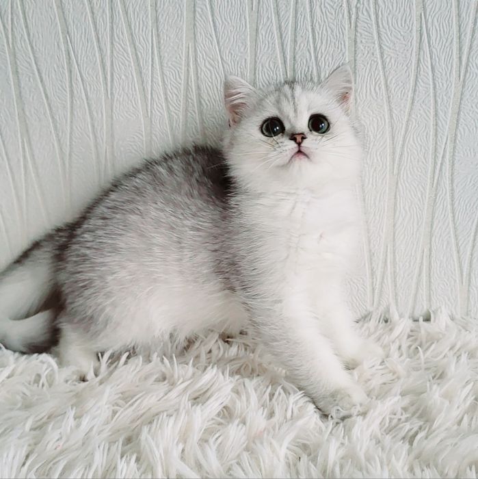 Британская куколка