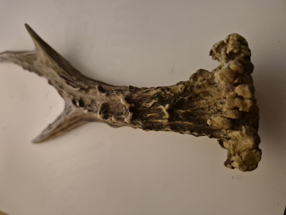 Suporti pentru montat trofee de vanat si un corn de caprioroare