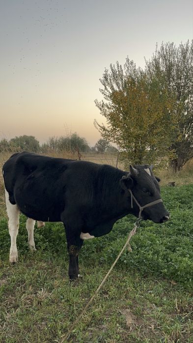 Бұқа сатылады полт