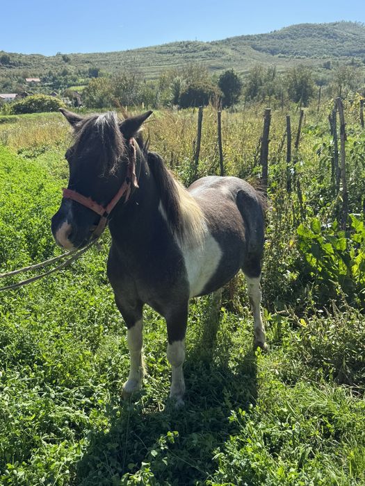 Vând ponei castrat