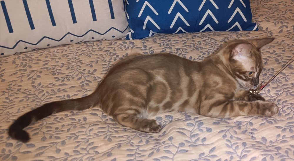 Бенгальские котята