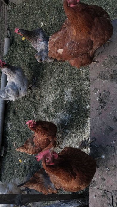 Vand găini de casă  crescute ci porumb .