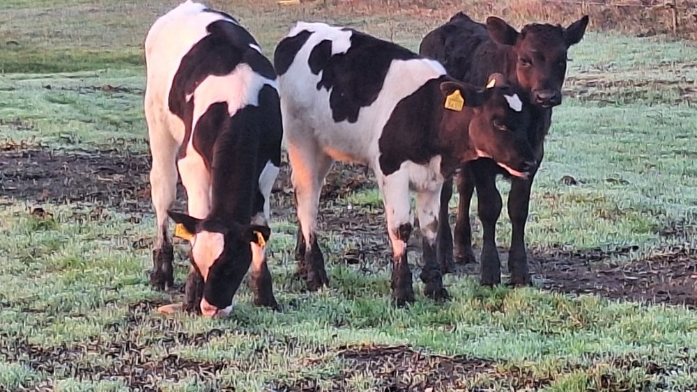 Vand viței frumoși