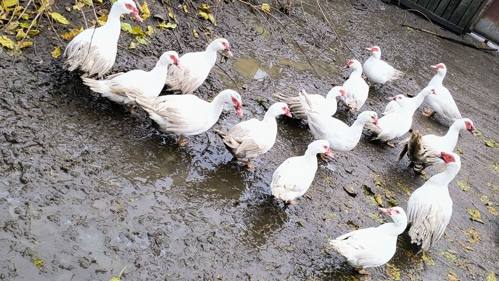 Vând rațe mute și rățoi