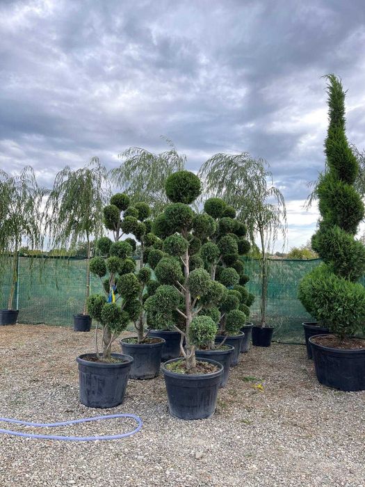 Plante mature pentru un decor deosebit al curții