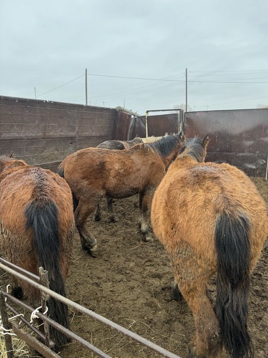 ОТКОРМ! 1.5-2 жасар тайлар сатылады.