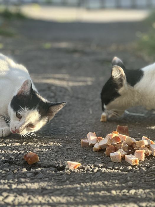 Pisică sterilizată + pui de adoptat