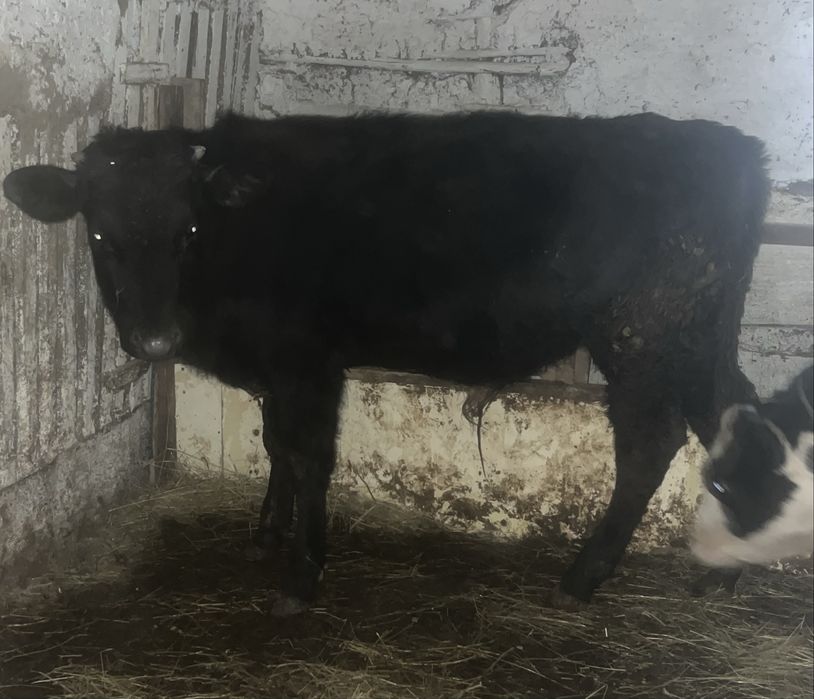 Vitei pentru craciun 35 lei carcasa