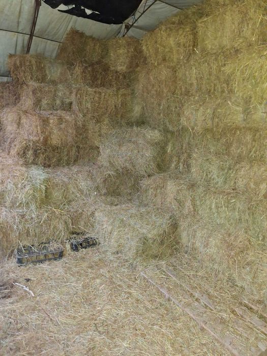 Бали сено Червен бряг