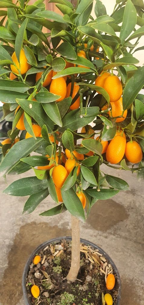 Апельсин (кумкват) / Apelsin