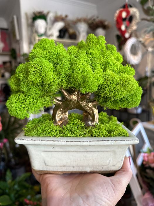 Decoratiuni cu licheni