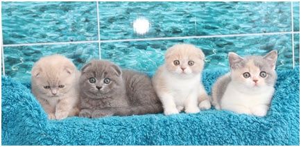 Шикарные шотландские котята