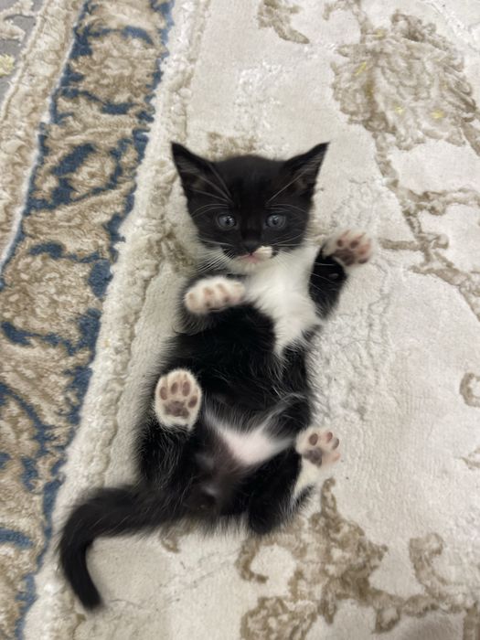 Скотиш страйт.      .