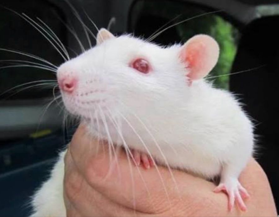 Дамбо крыска продается 2 месяца