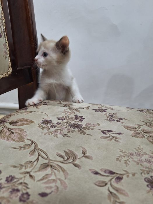 Котенки отдам в хорошие руки