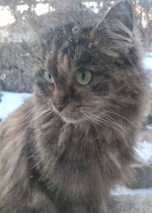 Помогите пожалуйста  подкидыши кошек