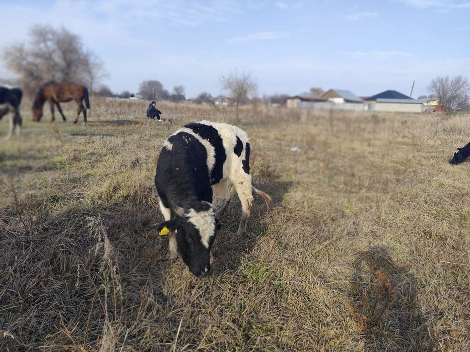 1 жасар Бұқа сатылады