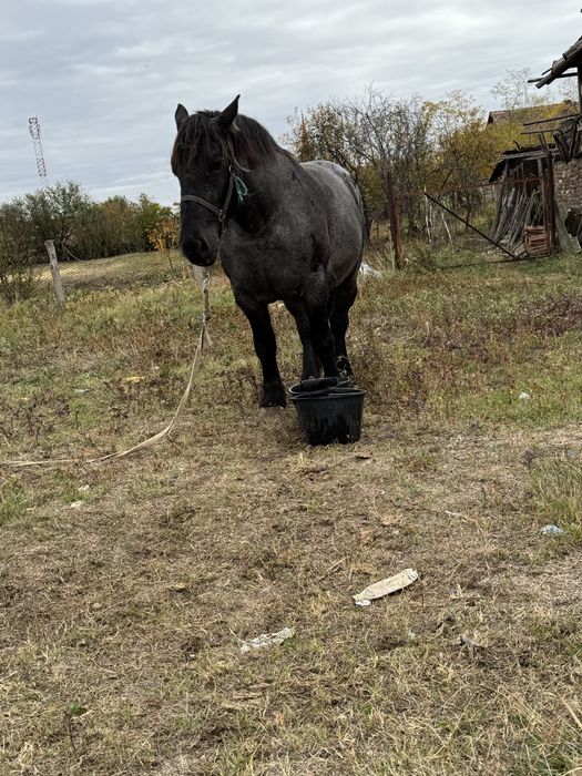 Manza de 3 ani de vanzare.