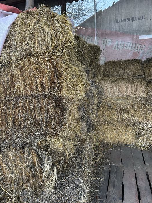 Baloti lucerna ultimele coase