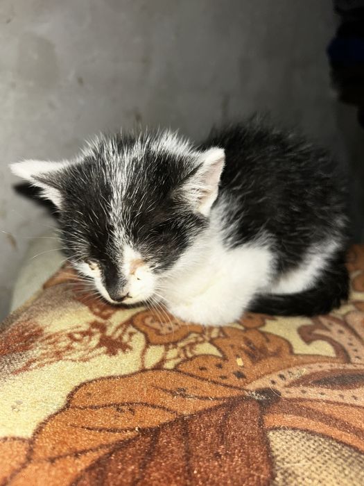 Donez pui pisica-băiețel.