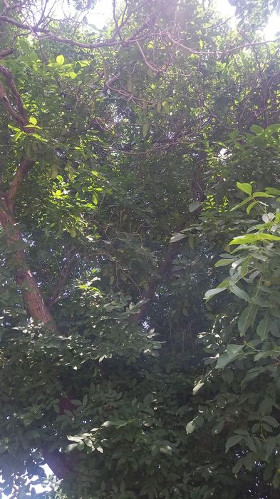 Nuc de vânzare , întreg