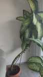 Dieffenbachia seguine
Plante